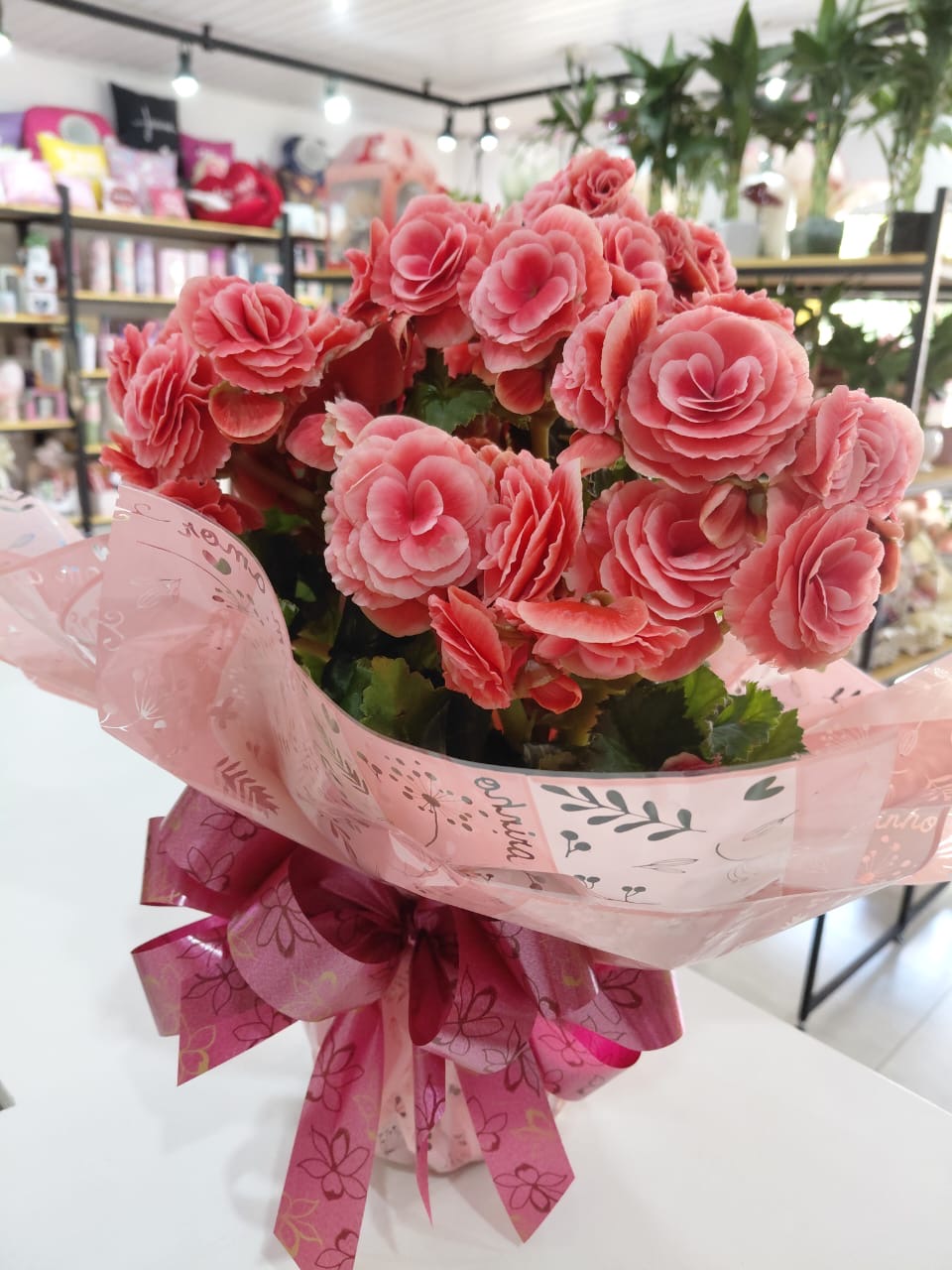 Begônia Rosa Decorada